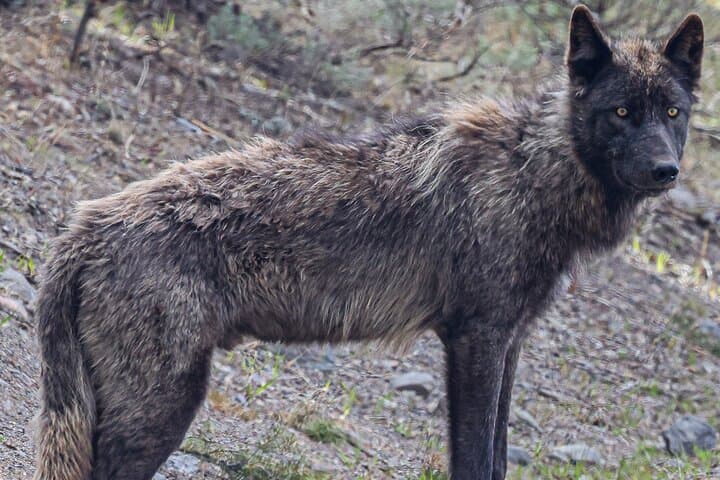 Yellowstone Full-Day Upper Loop Wildlife Adventure w/Lunch 
