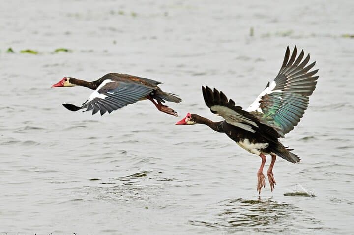 7-Day Birding, Murchison Fall Royal Mile and Big Five