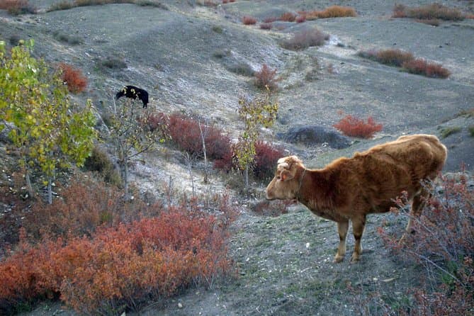 6-Day Family Trek to Panoramic Panchase