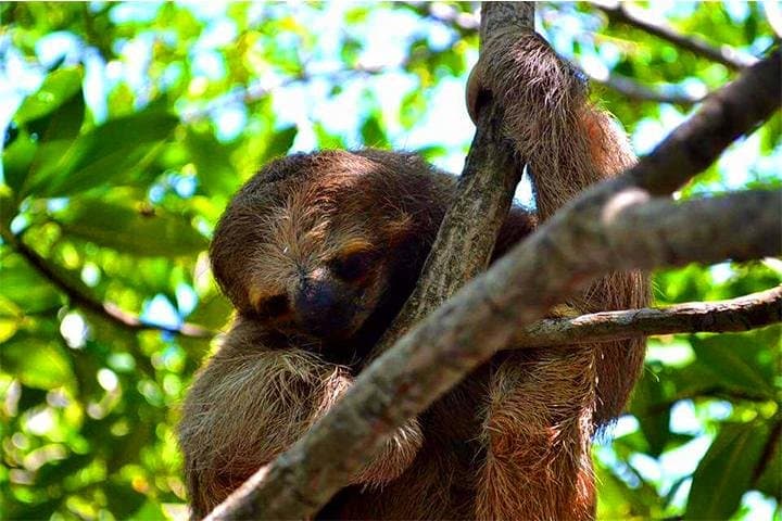 Roatan Sloths Encounters, City Tour and Transfer