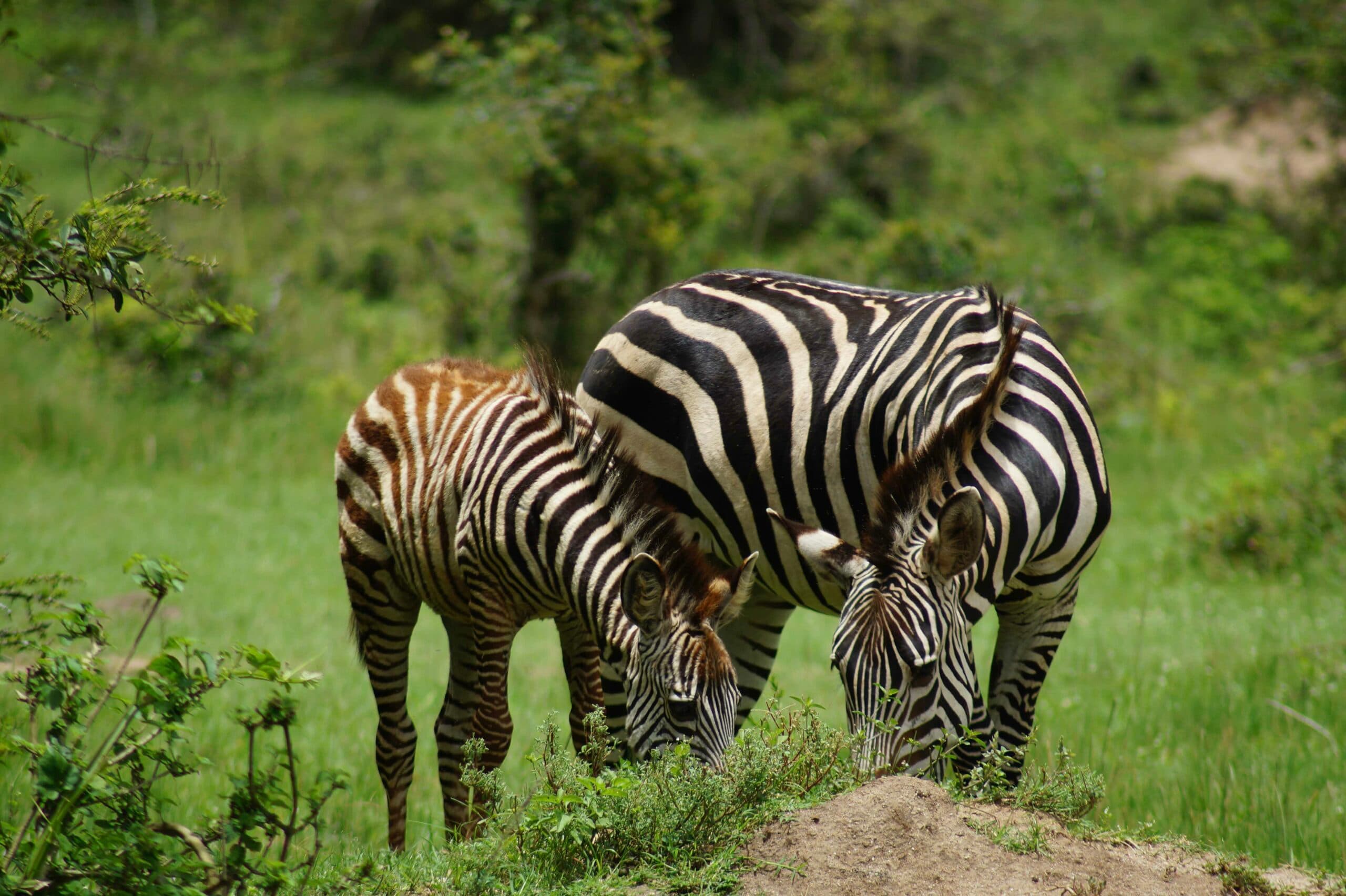 20 Days  Uganda Safari