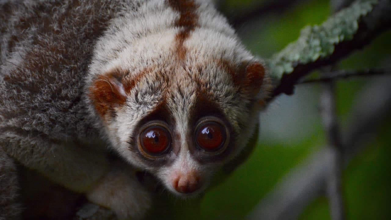 Hua Hin: Wildlife Friends Foundation Thailand Full-Day Visit