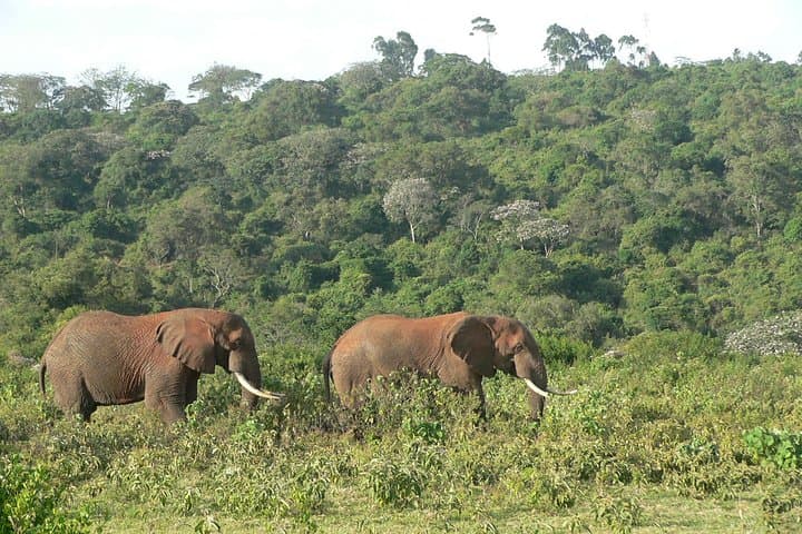 Overnight Safari To Aberdare National Park From Nairobi