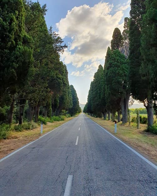 Private Excursion from Florence to Ornellaia Wine Estate 