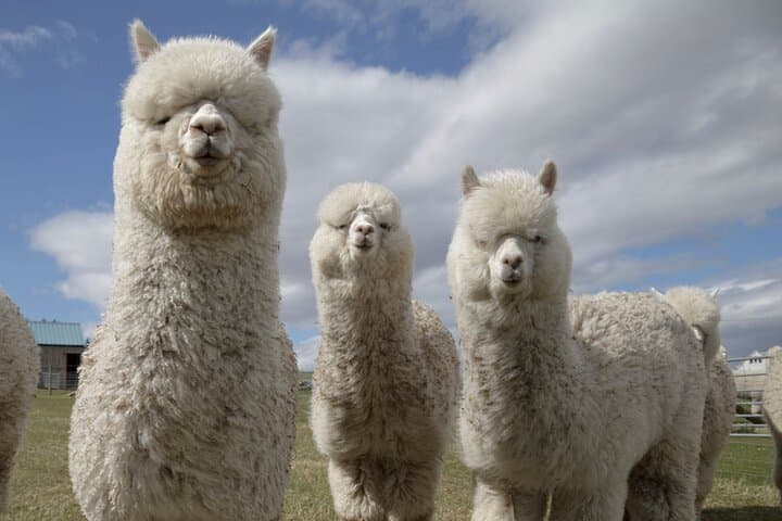 Highland Cow Walk Alpacas Scottish Wildlife Centre from Edinburgh
