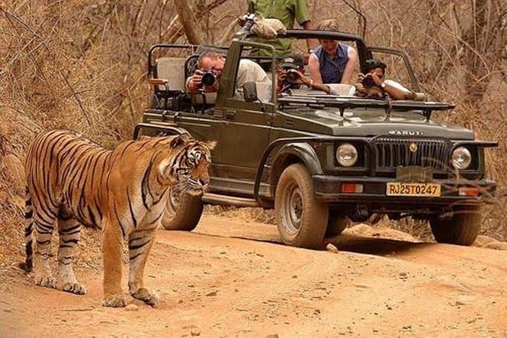 Ranthambore Wildlife Day Tour from Jaipur