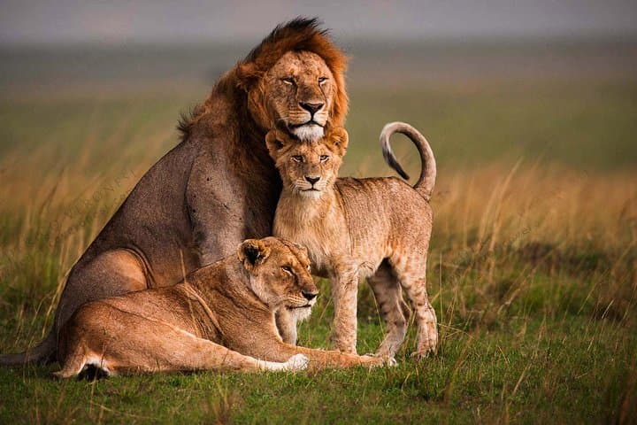 4 Days Masai Mara and Lake Nakuru Luxury Safari on 4x4 Jeep