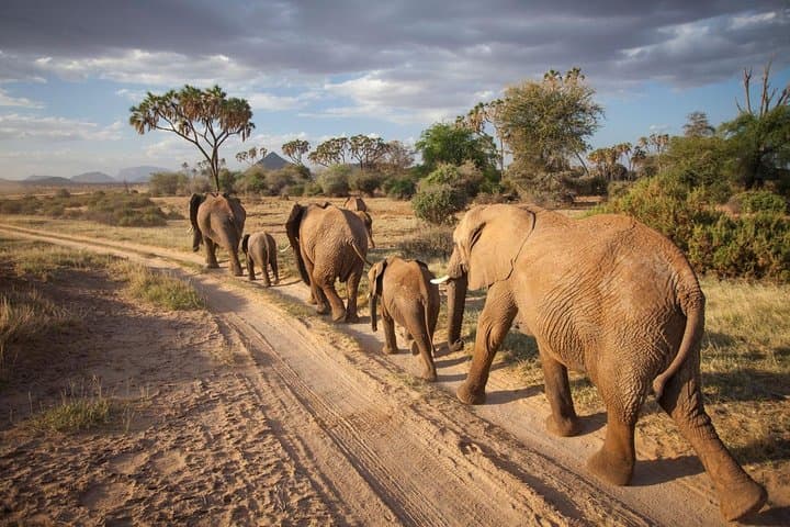 Samburu Luxury Safari Package – 3 Days 2 Nights