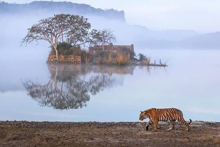 Golden Triangle With Bird & Tiger Safari Expedition