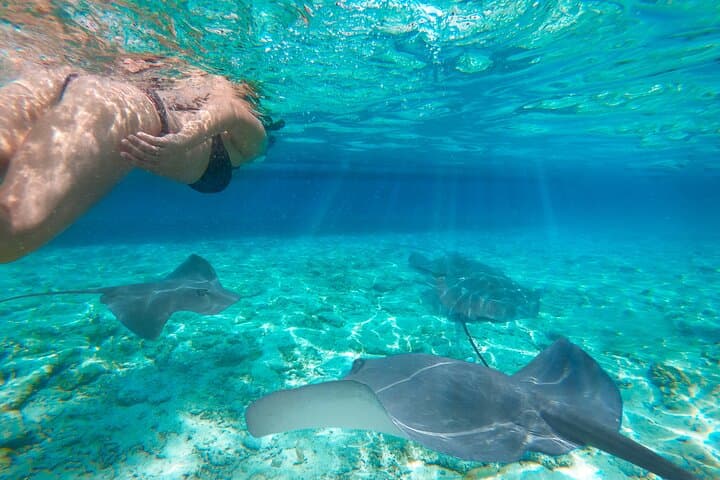 Exclusive Early Bird Komodo Tour: Beat the Crowds by Speed Boat