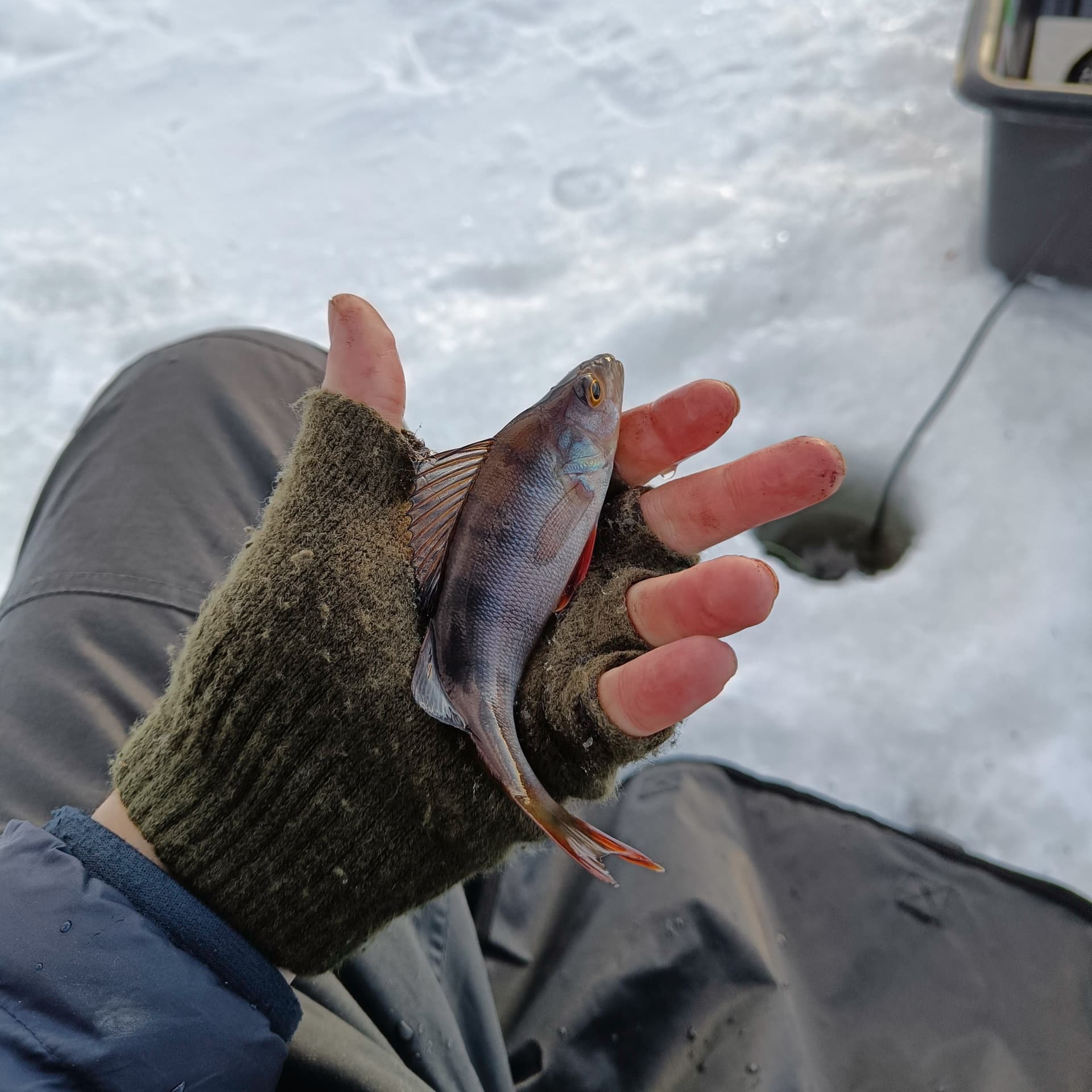 Asking for Ahti’s Treats (Small-Group)