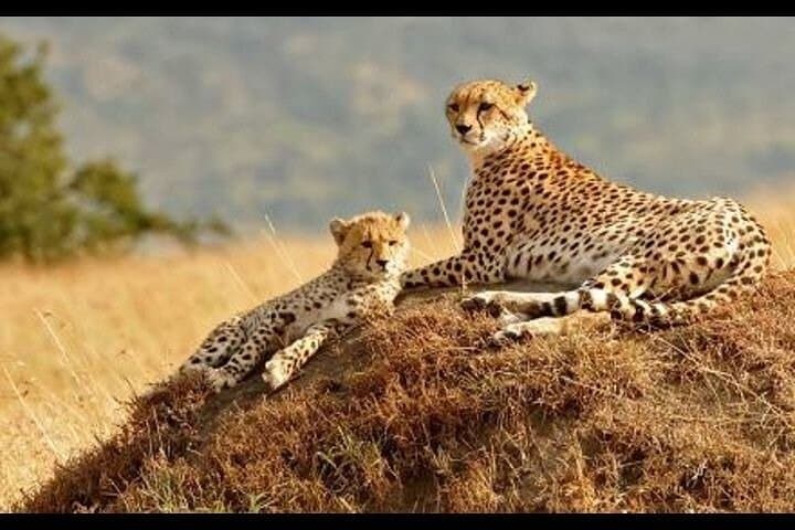 6 Day Masai Mara Lake Nakuru and Amboseli Safari Tour