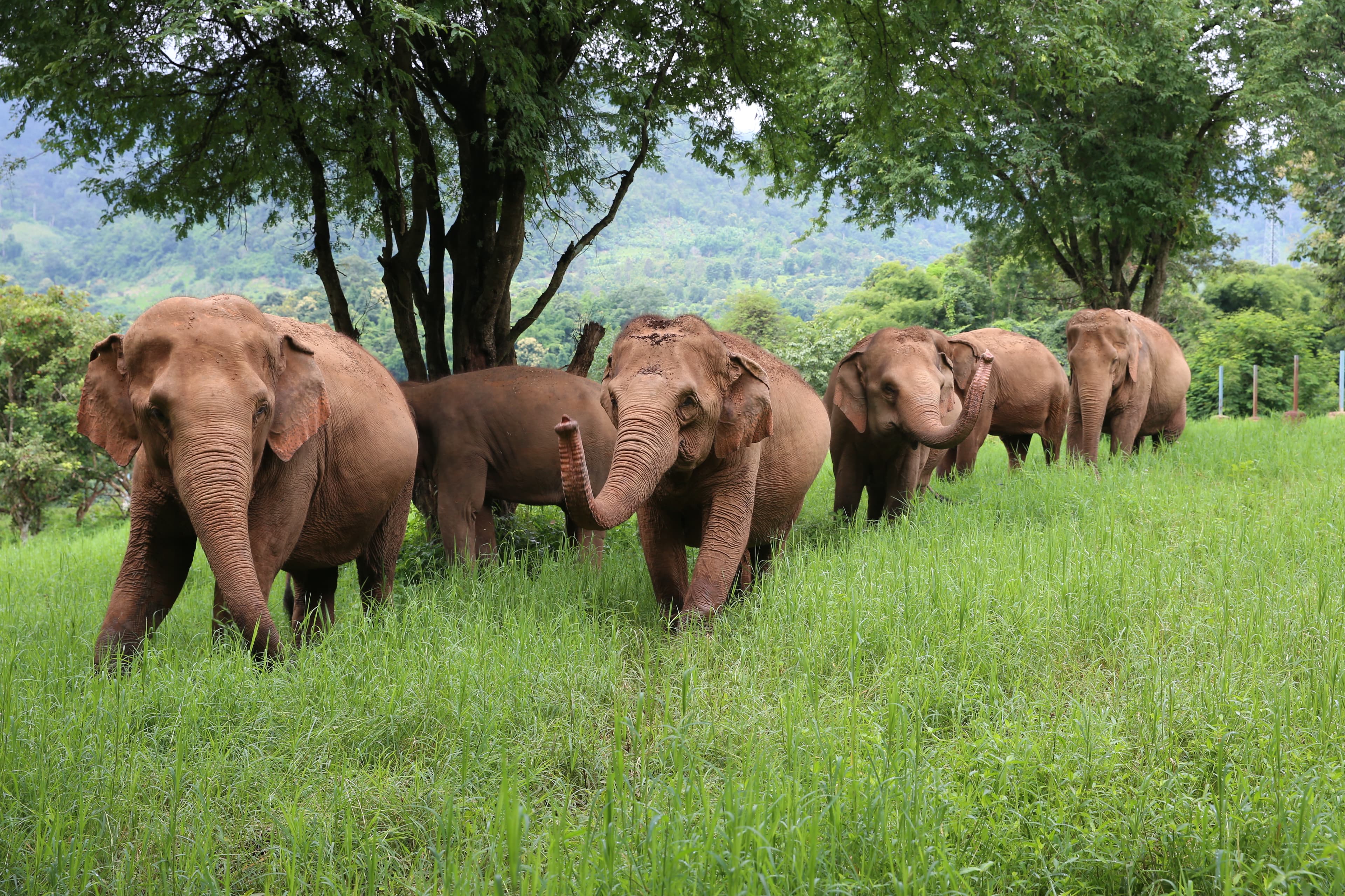 Chiang Mai:Ethical Elephant Observation Nature Park Visit