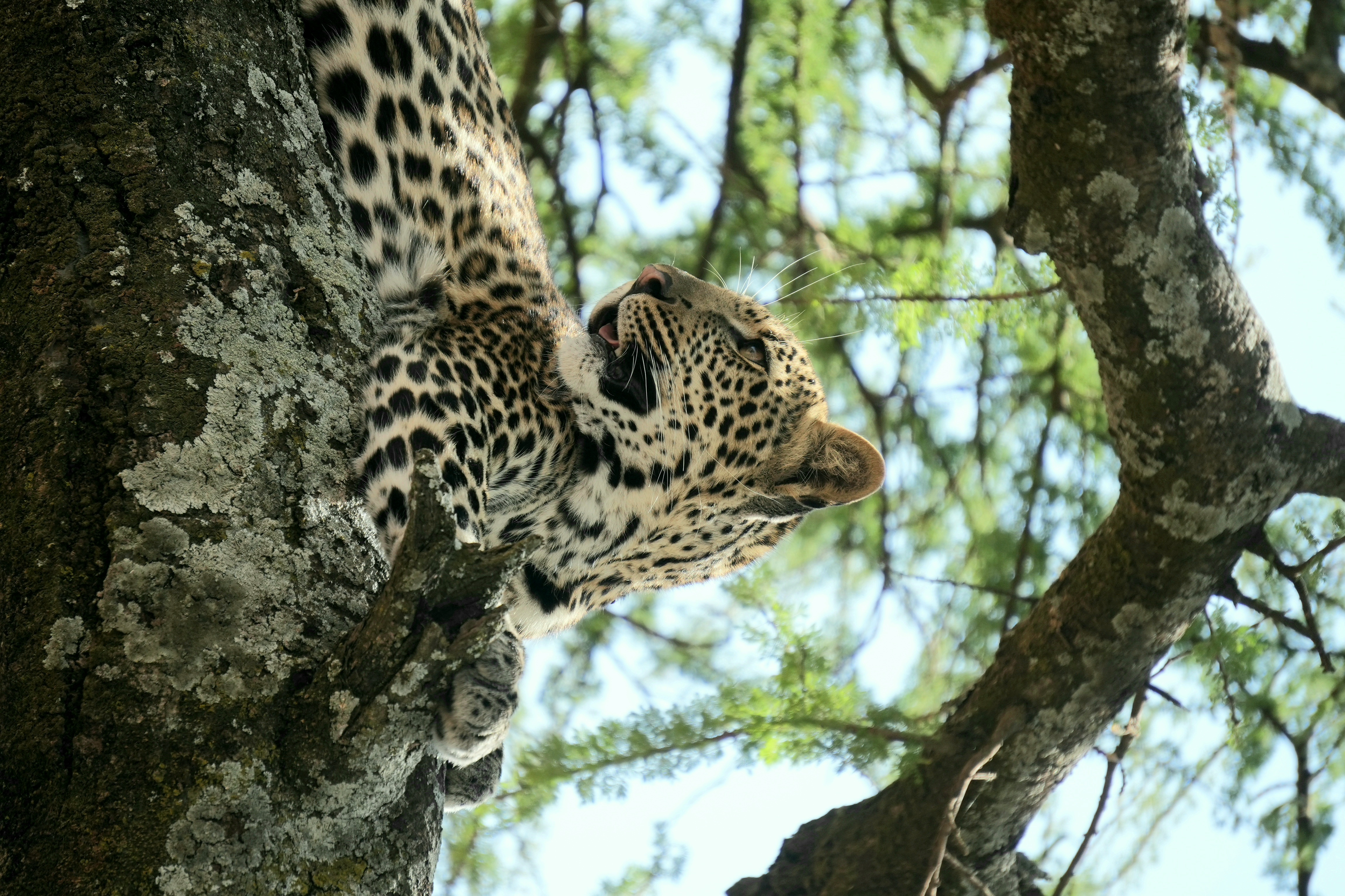 16-Day Masai Mara Gorilla Trek in Volcanoes and Tanzania