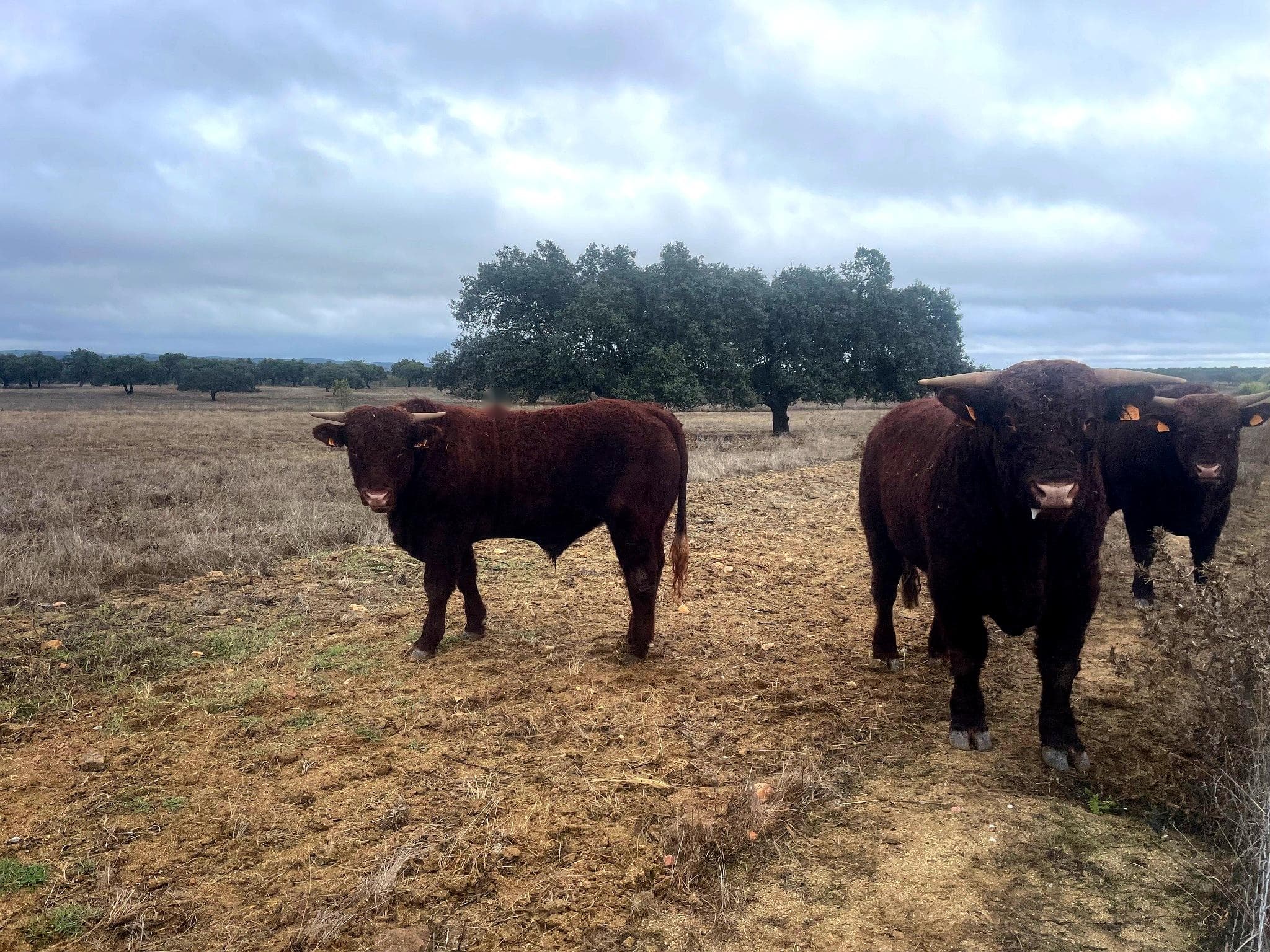 From Montemor-o-Novo or Évora: Bike Tour through the Alentejo Montado