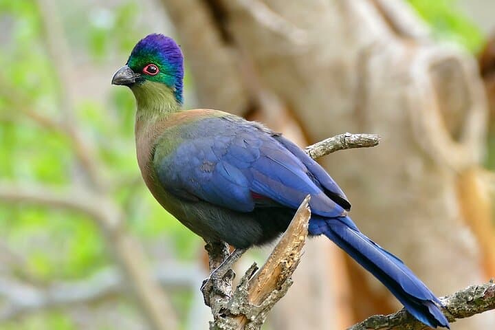 St. Lucia Birdwatching Tour from Durban