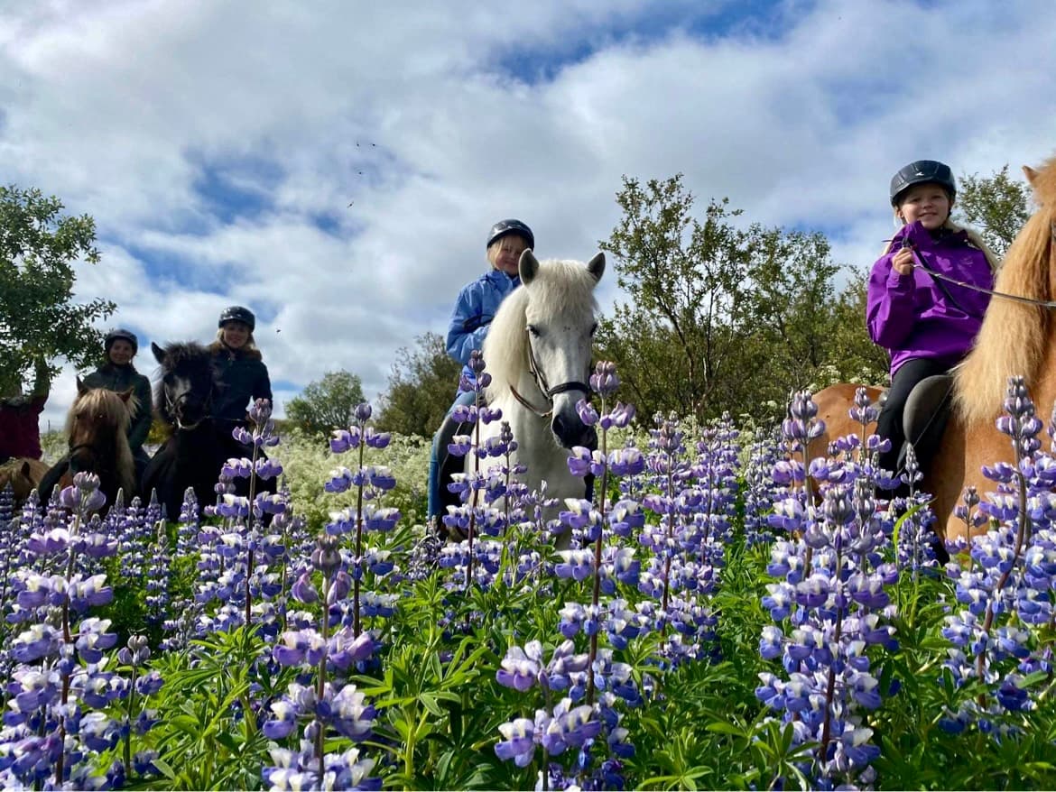 Viking Horses Mjölnir Afternoon Tour