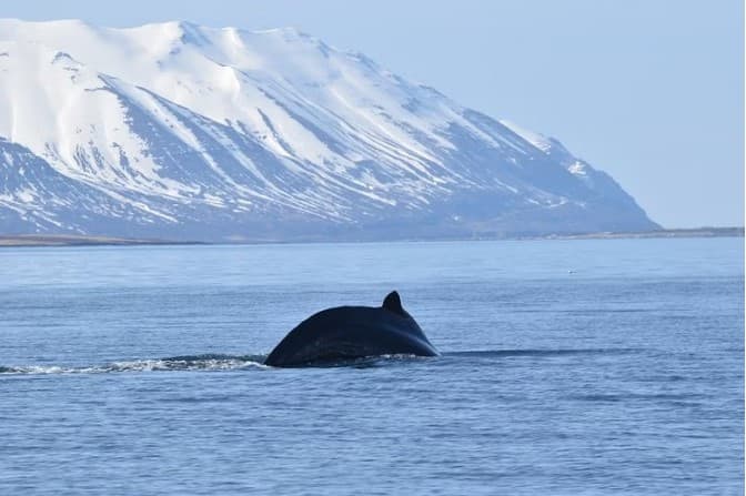  Northern lights Combo