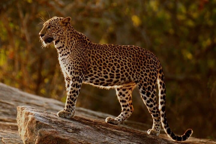 Yala national park half day safari from Colombo.