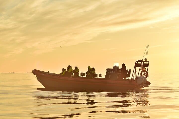 Húsavík: Midnight-Sun Whale Watching