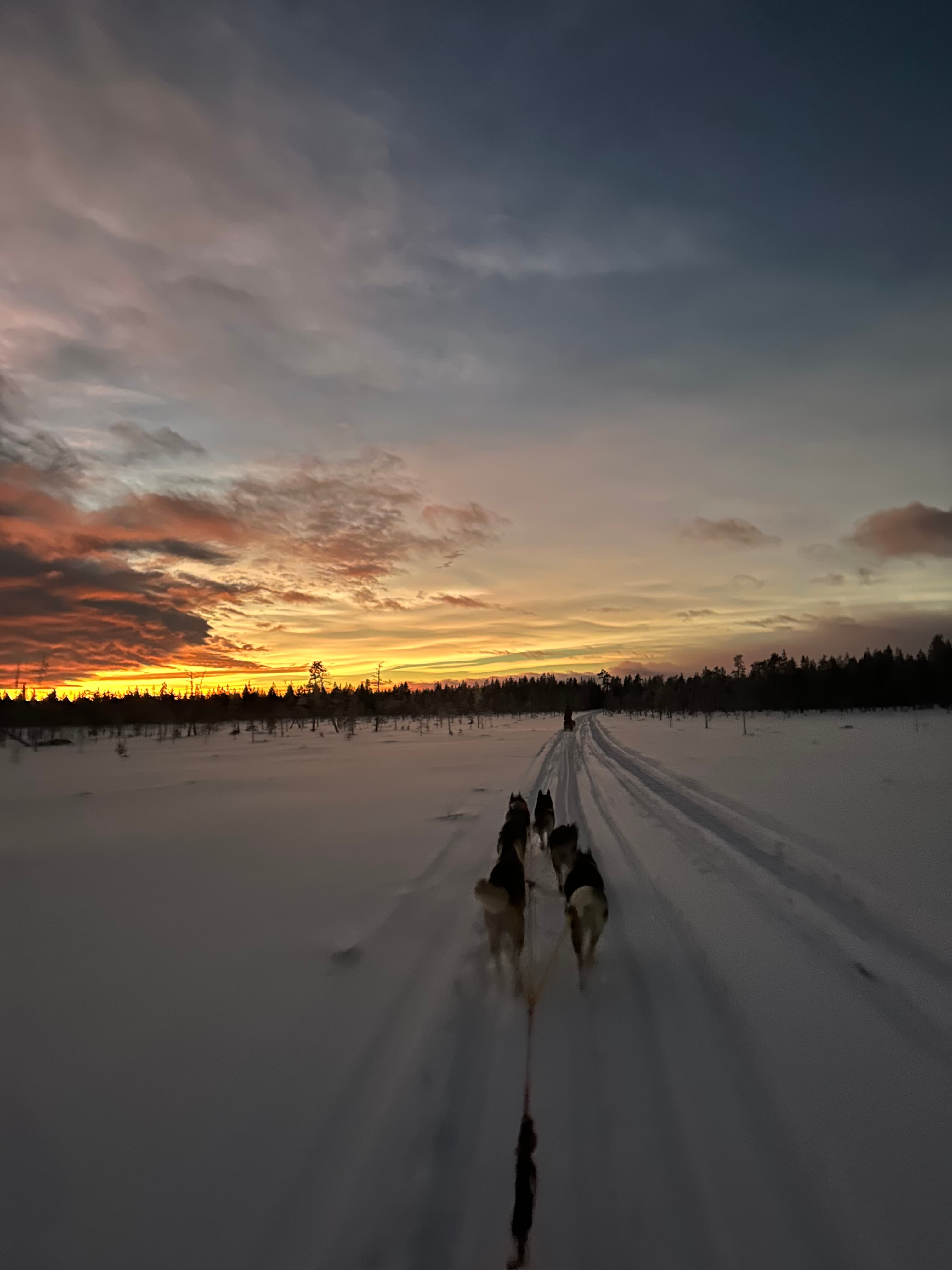 A FAMILY & HUSKY FUN (2km husky ride)