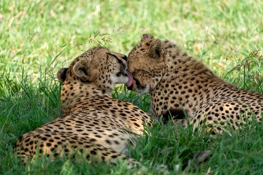 11-Days Great Beast Migration and Gorilla Safari