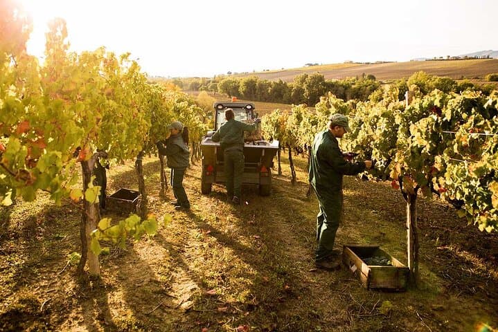 Exclusive Assisi & Sagrantino di Montefalco Wines from Florence 