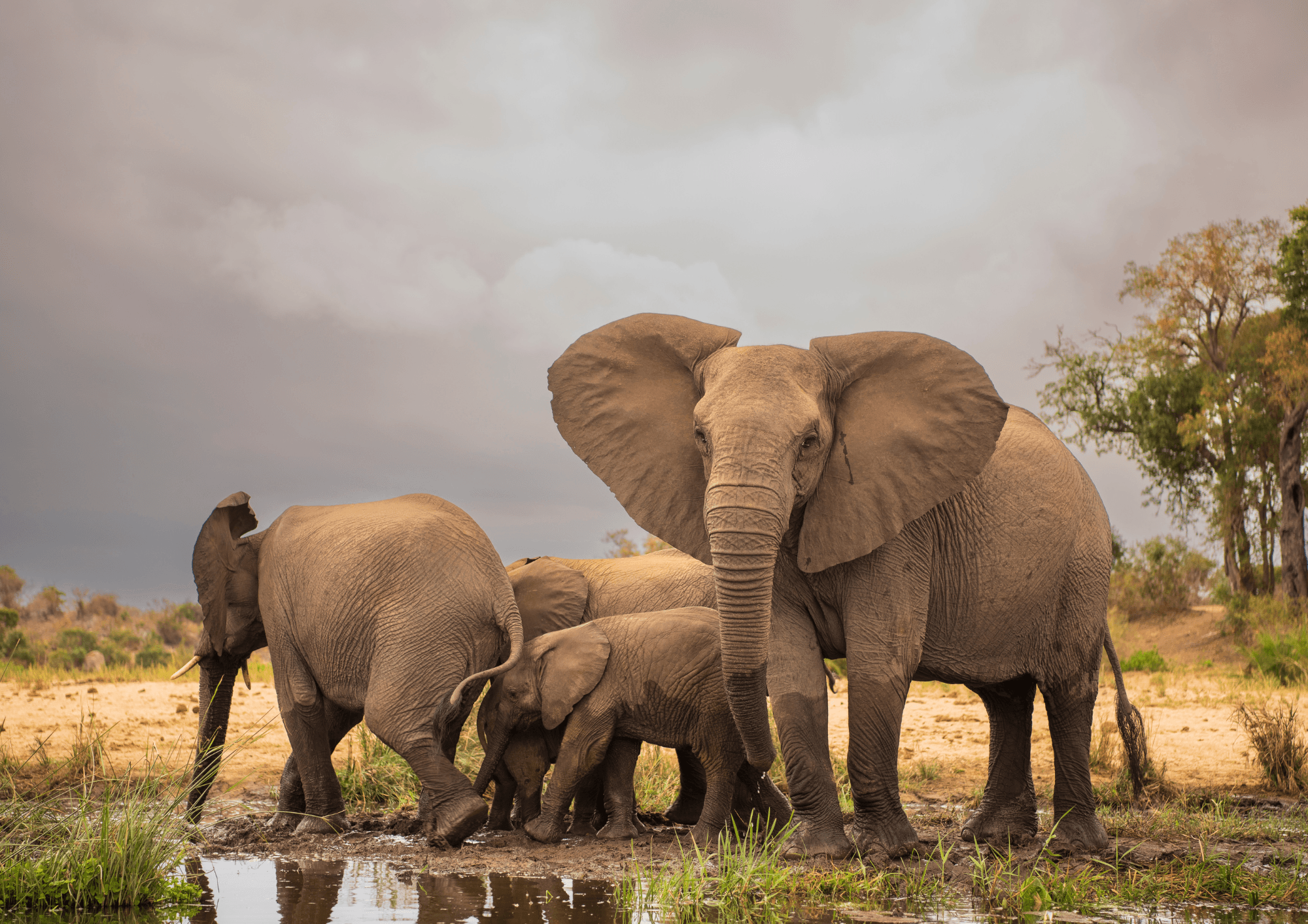 Day Trip Safari from Zanzibar to Mikumi National Park