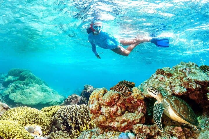 Half-day Snorkeling Experience at Mnemba Coral Gardens