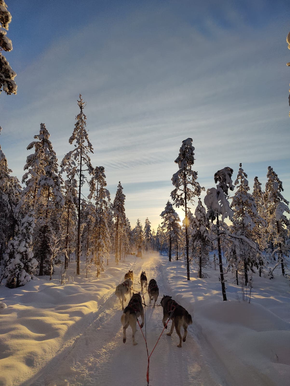 VISIT TO THE HUSKY FARM + 1-HOUR SLEIGH SAFARI (10Km)
