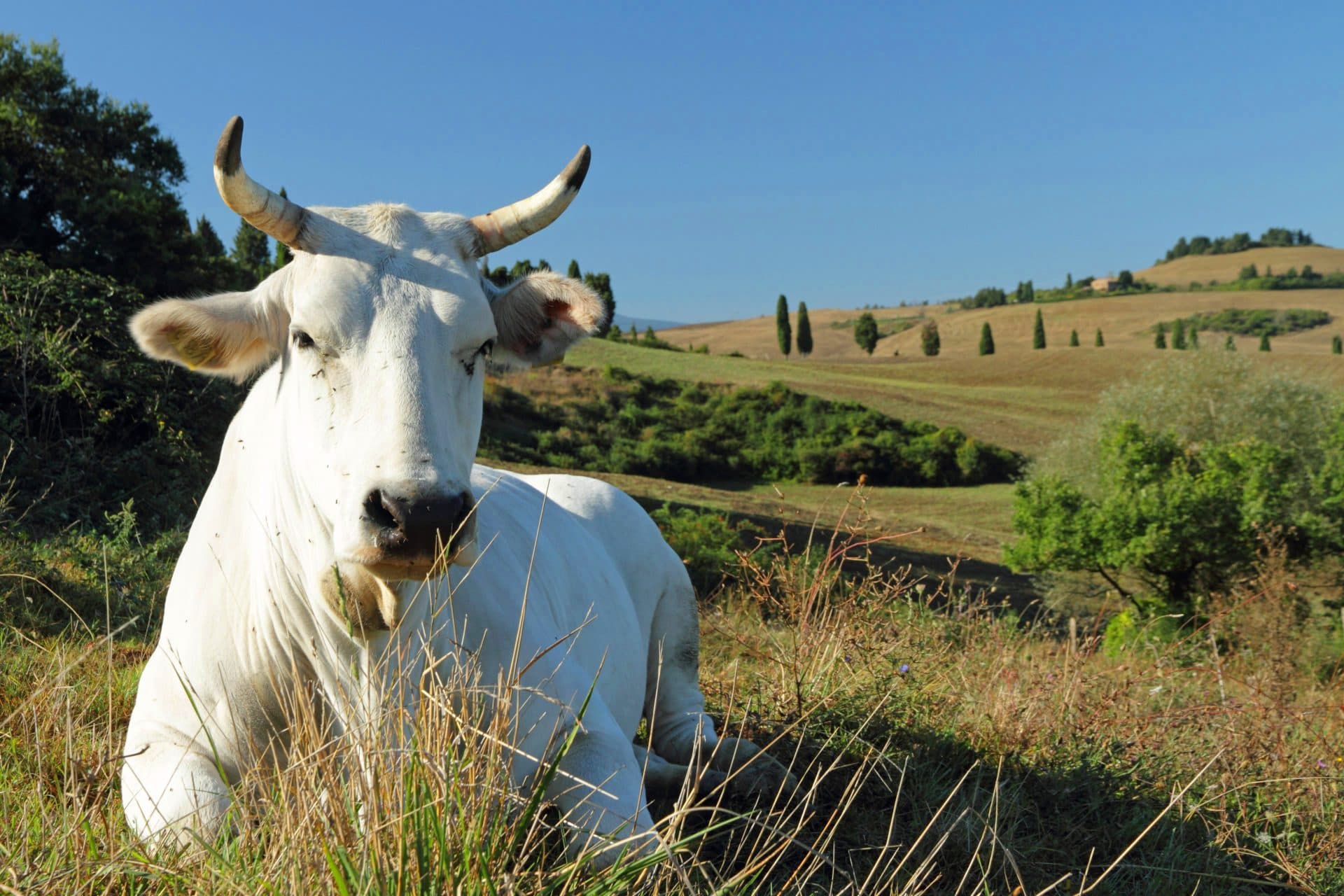 Tour of the Chianina breed in Valdichiana Senese