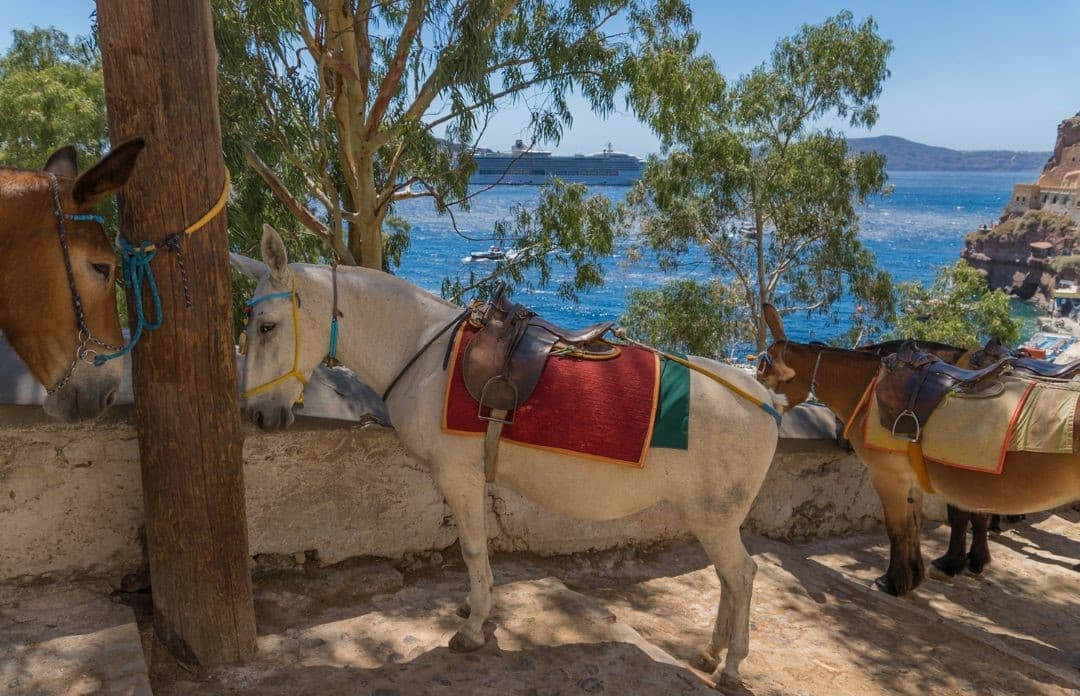  PRIVATE PURE WINE TASTING SANTORINI EXPERIENCE WITH FOOD PAIRING LUNCH 