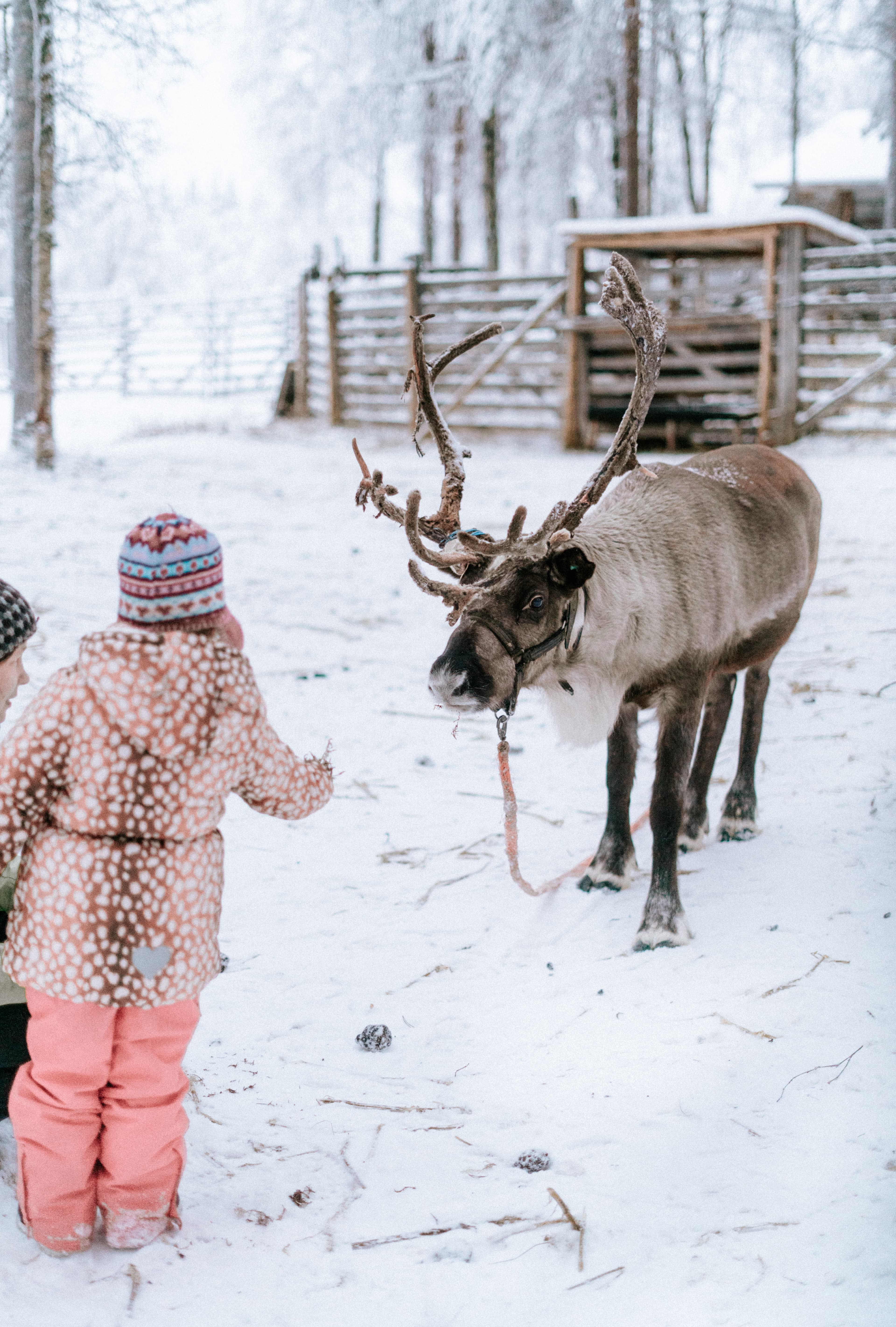 Private - Snowmobile Journey to Reindeer Farm