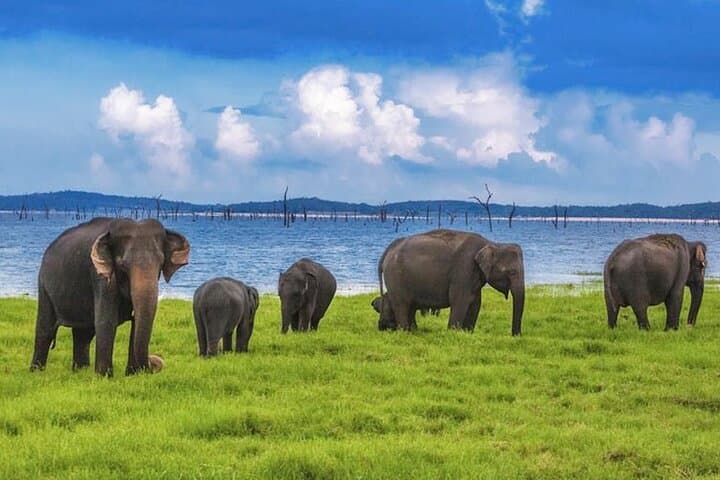 Kaudulla National Park Jeep Safari From Trincomalee & Nilaveli