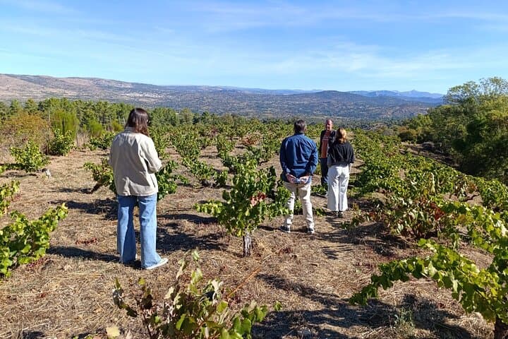 Madrid Winery Tour with Tasting & Sommelier Guide