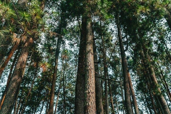 7 Hour Private Bandung City Tour 