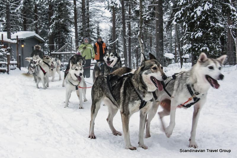 Husky Park Visit & 3 km Husky Safari with Musher, Levi
