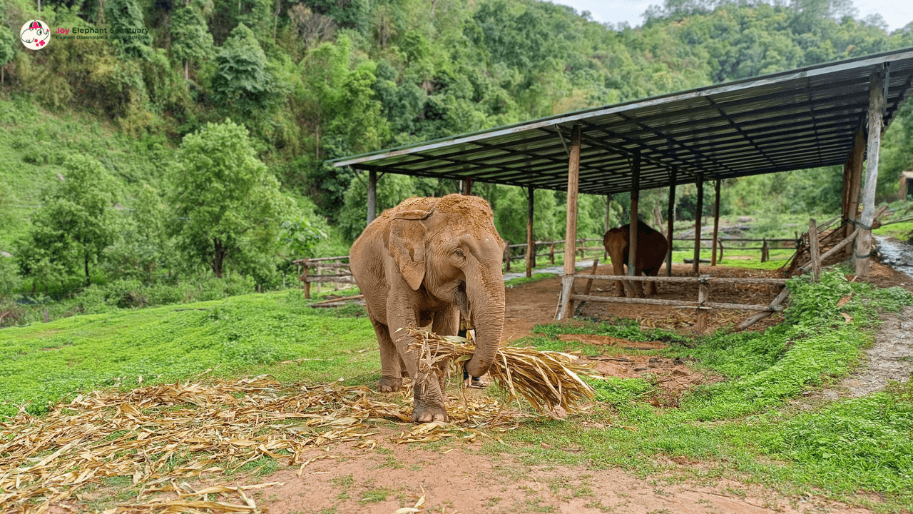 Chiang Mai: Elephant Sanctuary with Lunch Day Tours