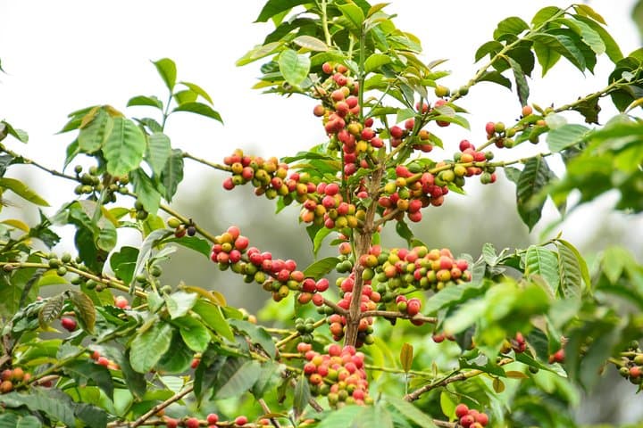 coffee farm and coffee tasting tour