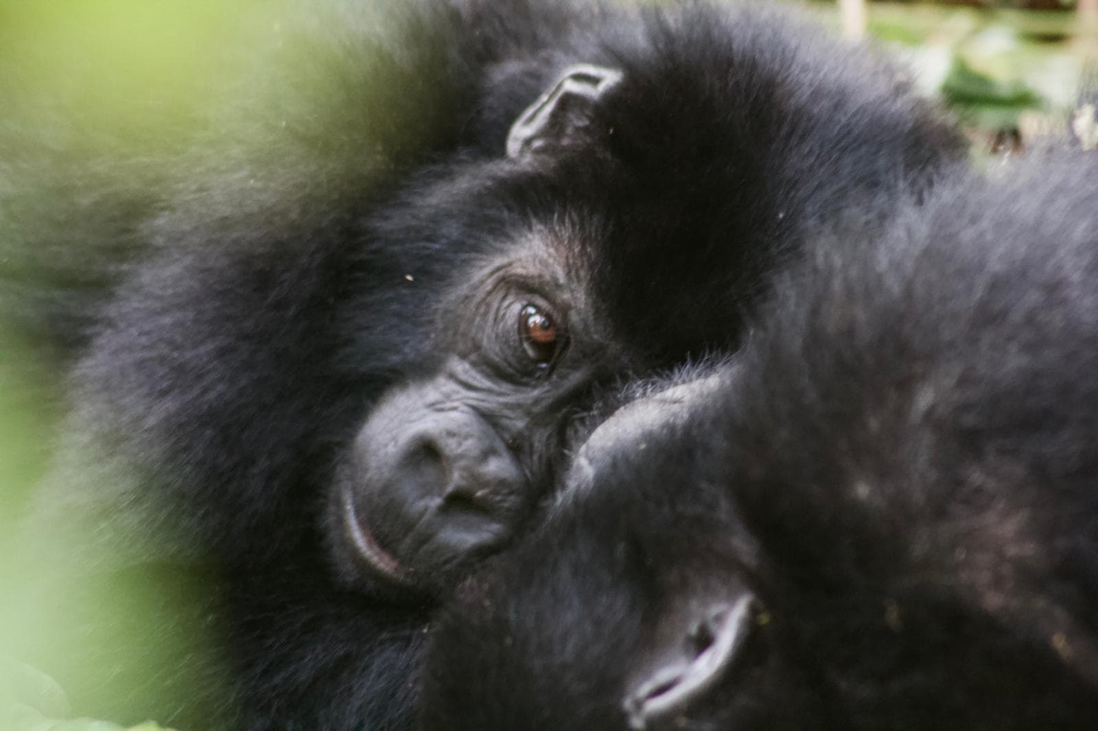 One Bwindi Gorilla Trek Experience