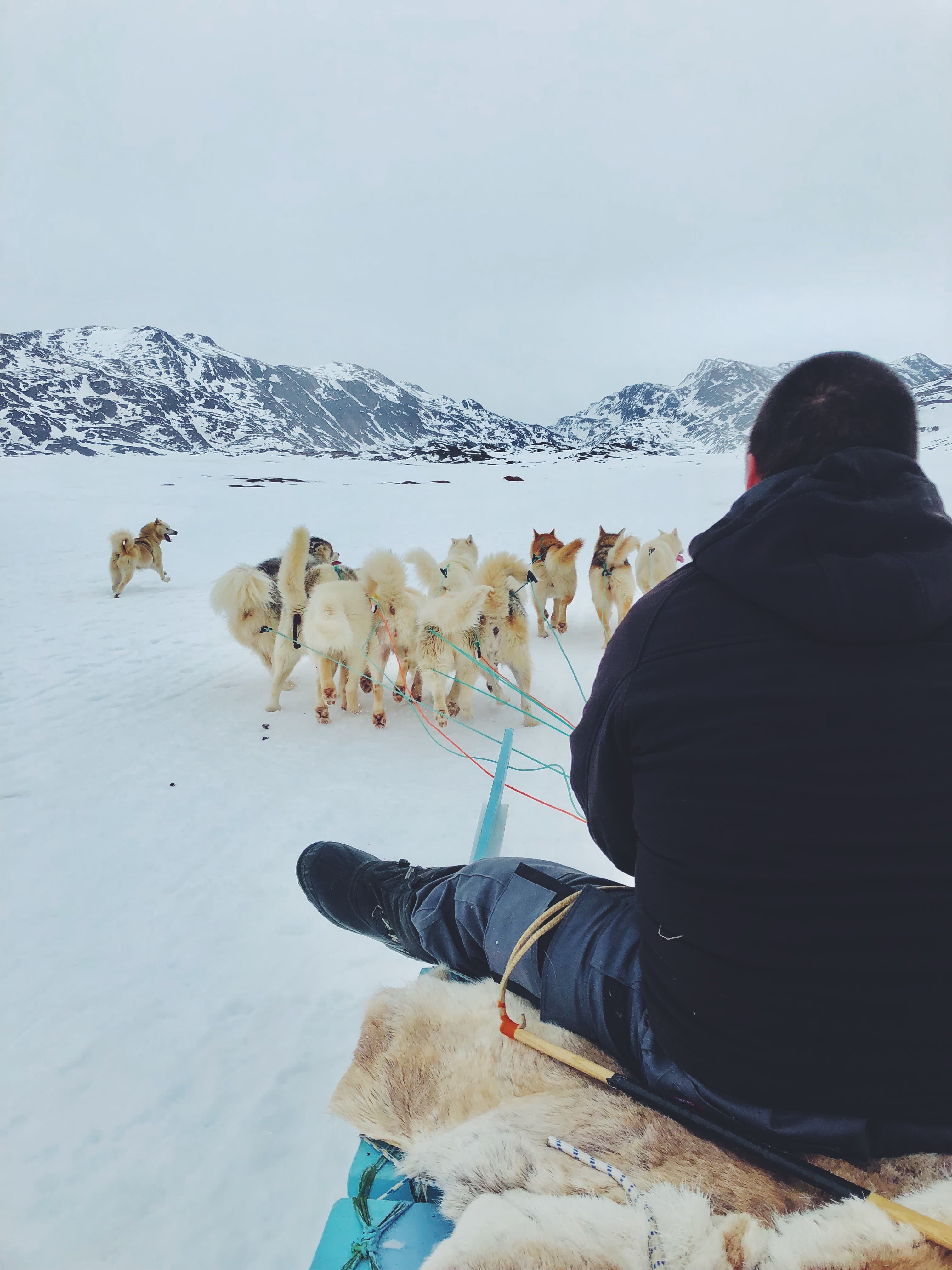 Explore Dogsledding