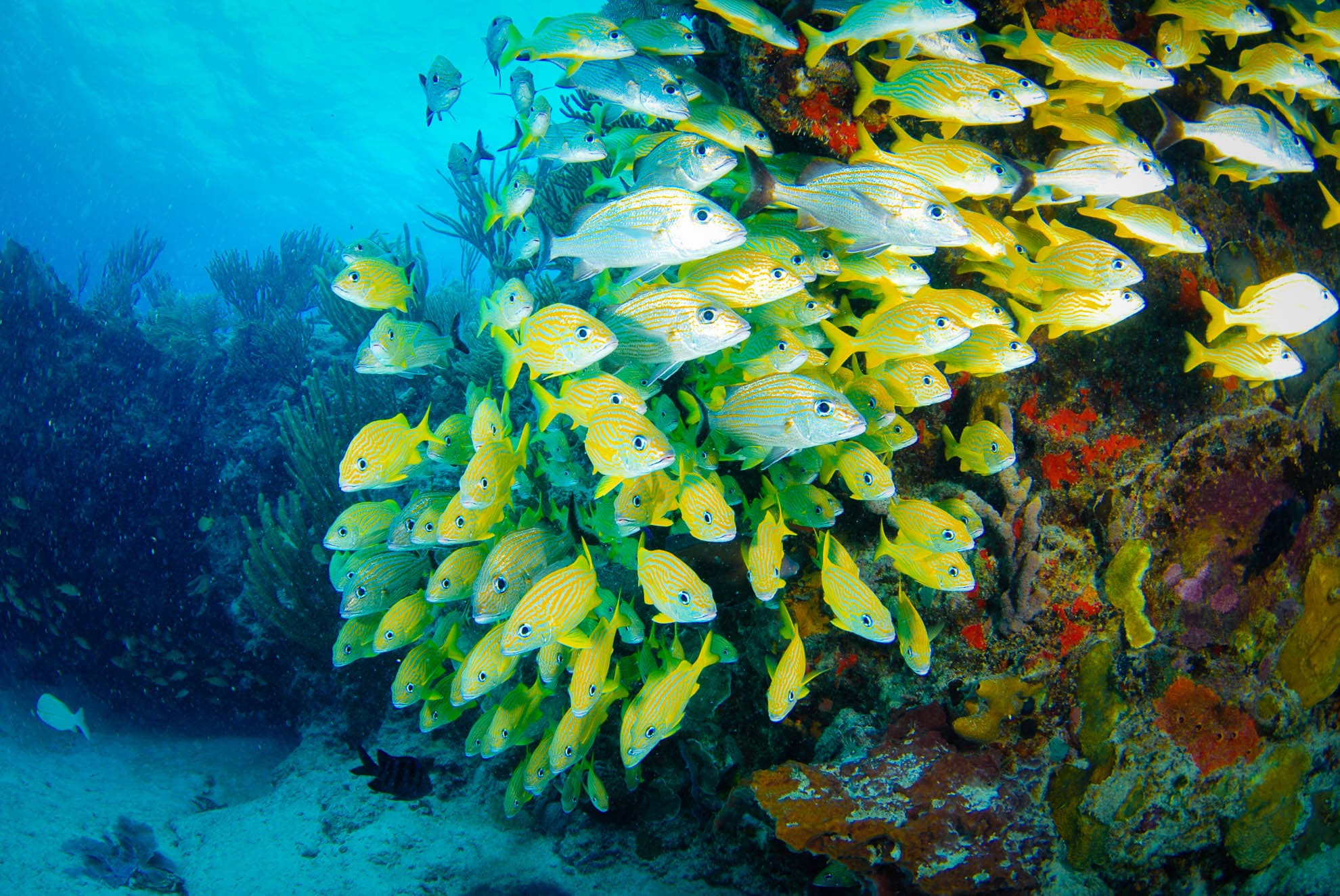 Riviera Maya Snorkeling Adventure: Lagoon, Cenote & Underground River