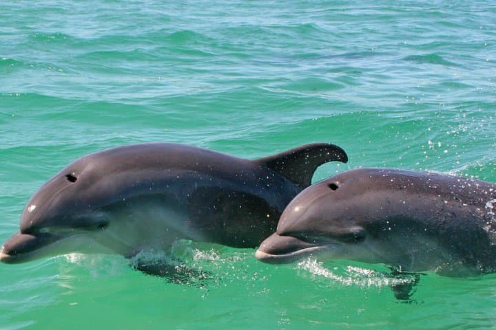 Dolphin watching in the wild