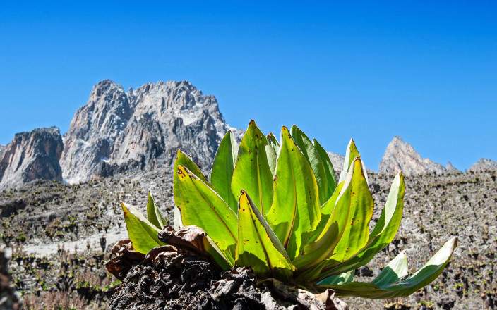 Mt Kenya Trekking Tour Safari Expedition Kenya