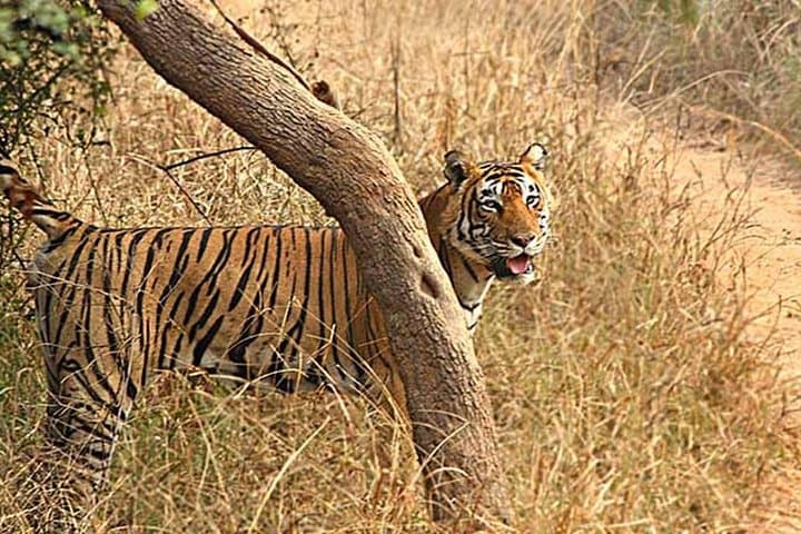 Golden Triangle with Ranthambore National Park 