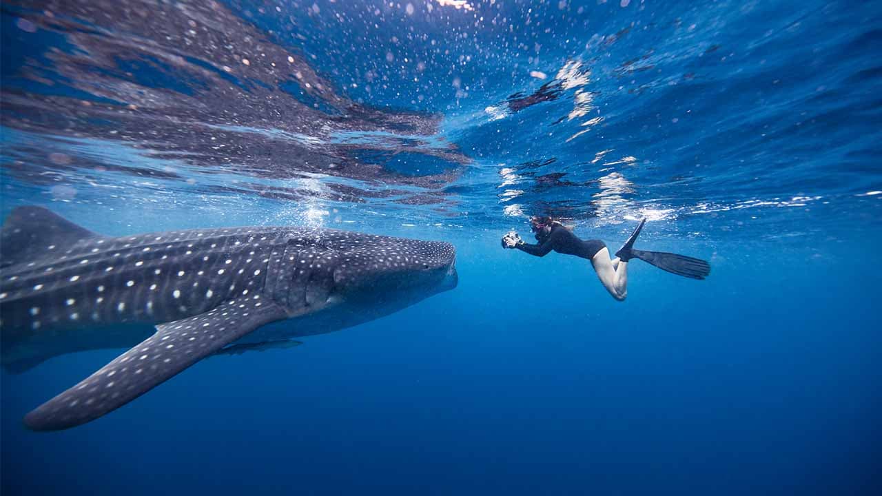 WhaleShark Sumbawa Tour