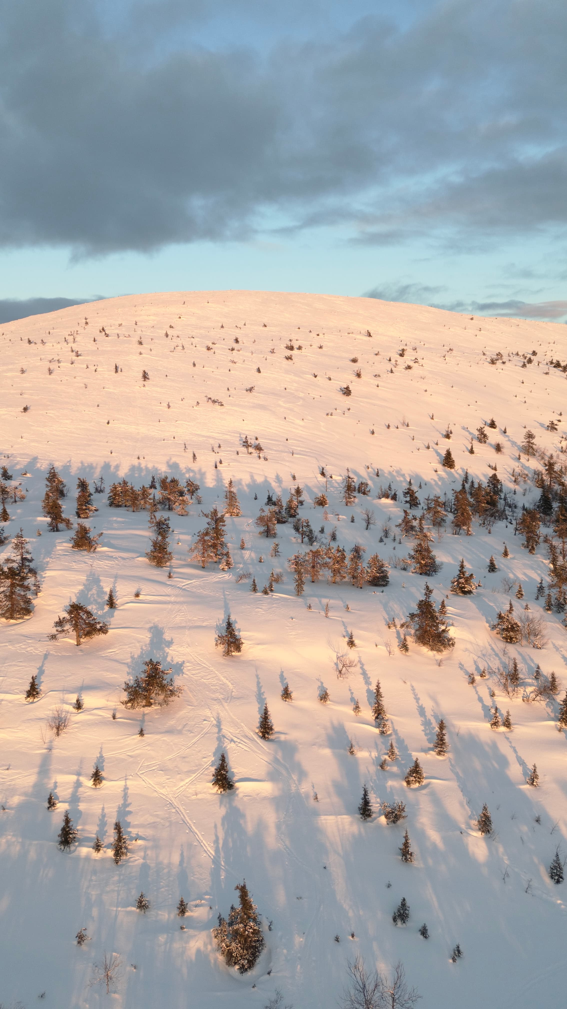 Half-day Snowshoeing Adventure in Levi