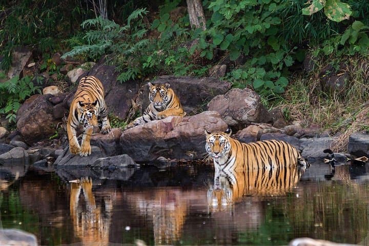 Khajuraho Day Tour: Jungle Safari at Panna National Park with Khajuraho Temple