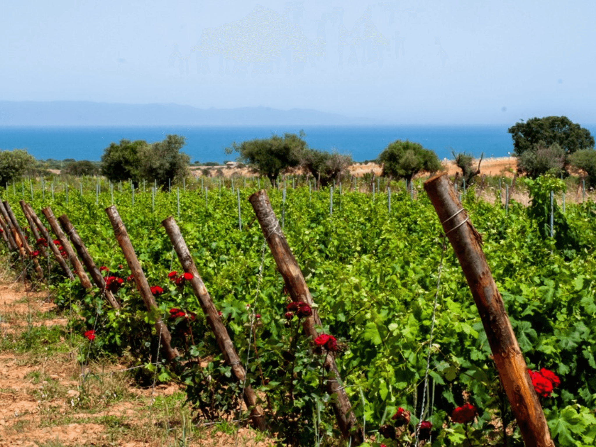 Wine Tasting & Winery Visit on Cagliari Countryside Hills