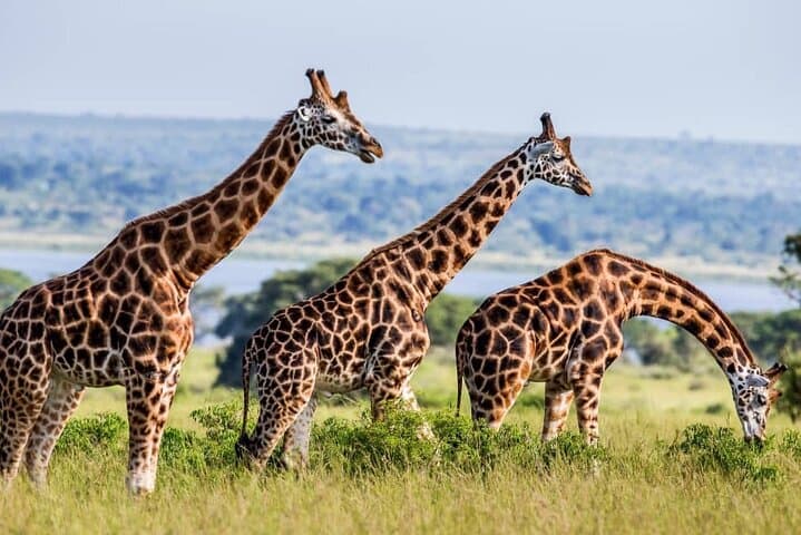 3 Days Murchison Falls NP Safari